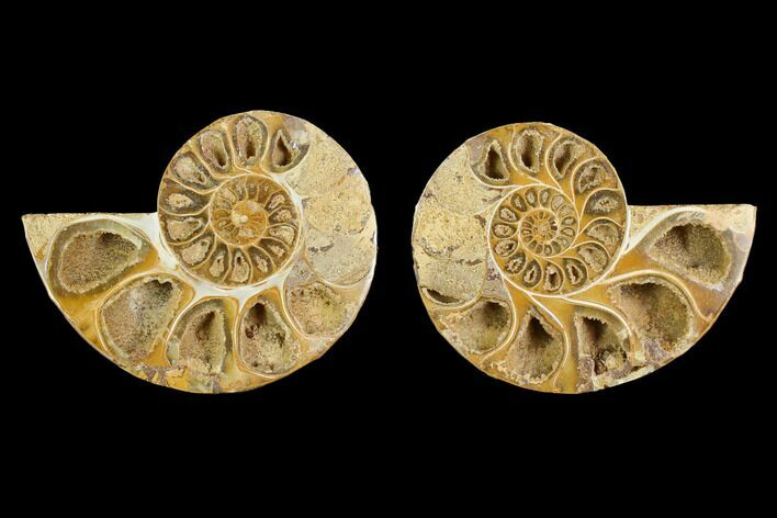 Cut & Polished Agatized Ammonite Fossil- Jurassic #131671